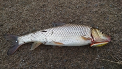 ニゴイの釣果