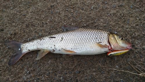 ニゴイの釣果