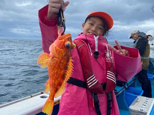 アヤメカサゴの釣果