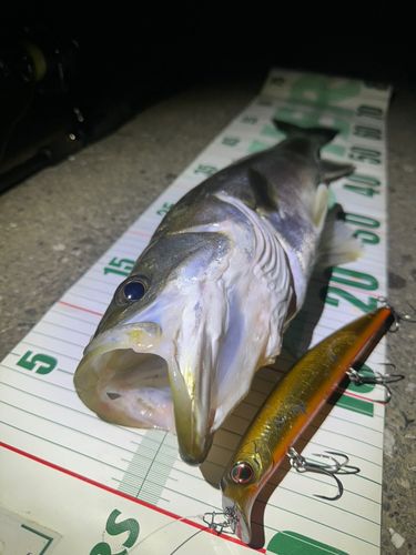 シーバスの釣果