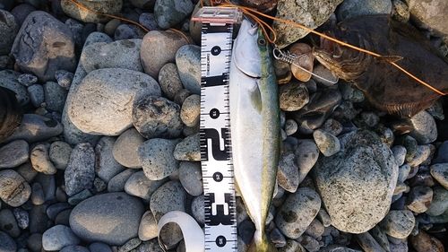 フクラギの釣果