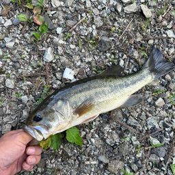 ラージマウスバス