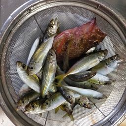 アジ