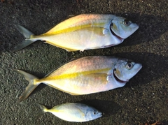 シマアジの釣果