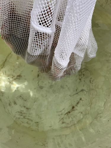 マダコの釣果