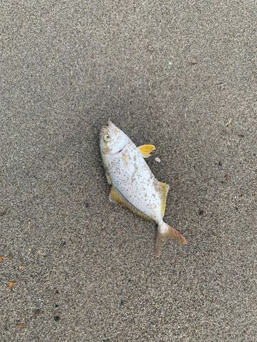 釣果