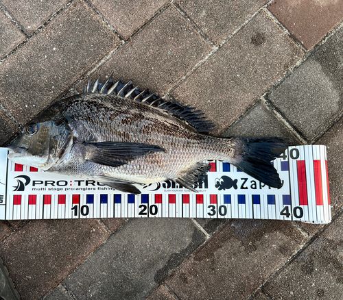 チヌの釣果
