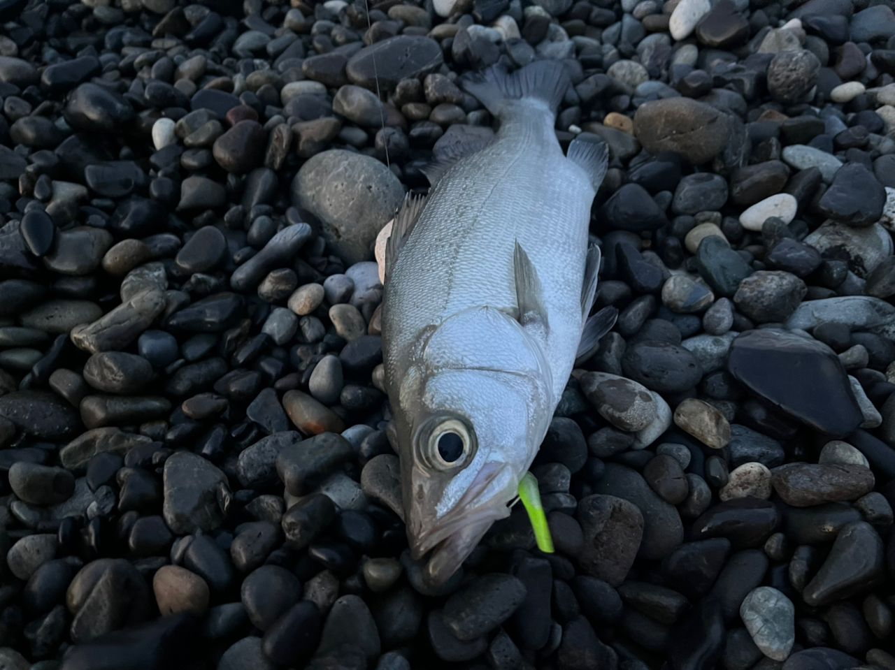 セイゴ（ヒラスズキ）