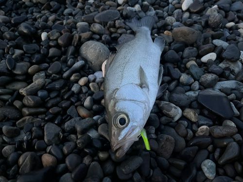 セイゴ（ヒラスズキ）の釣果