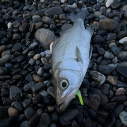 セイゴ（ヒラスズキ）