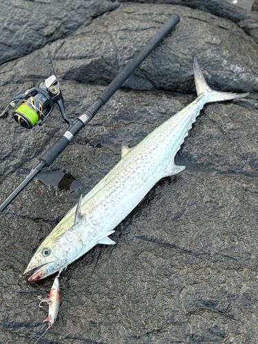 サゴシの釣果