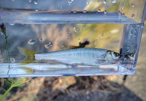 オイカワの釣果