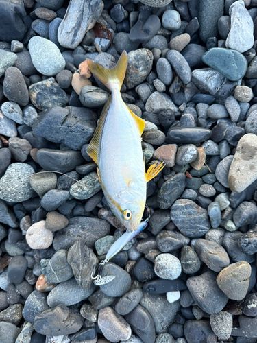 ショゴの釣果