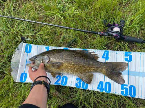 スモールマウスバスの釣果