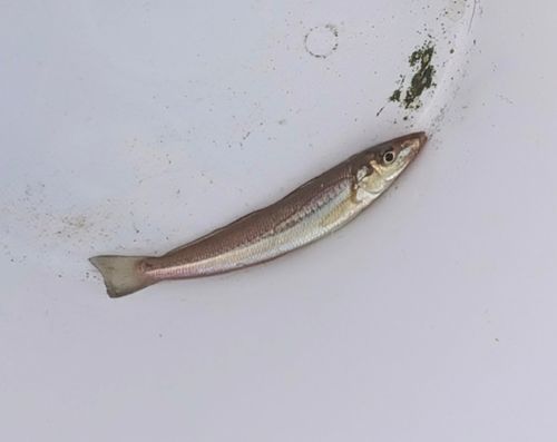 シロギスの釣果