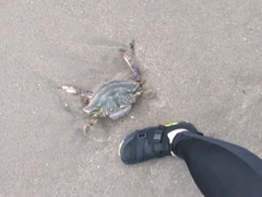 ワタリガニの釣果