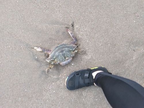ワタリガニの釣果