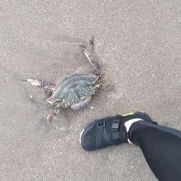 ワタリガニ