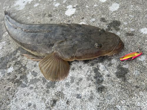 マゴチの釣果