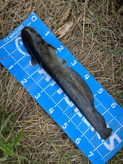 ナマズの釣果