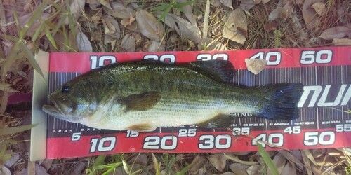 ブラックバスの釣果
