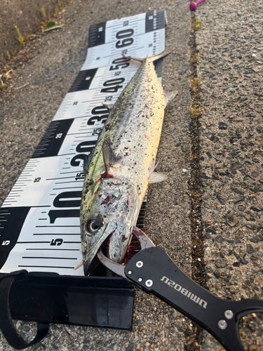 サゴシの釣果