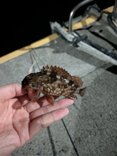 カサゴの釣果