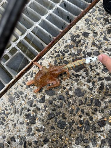 タコの釣果