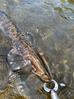 ライギョの釣果