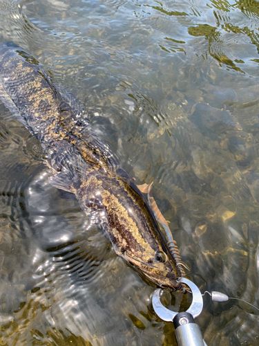 ライギョの釣果