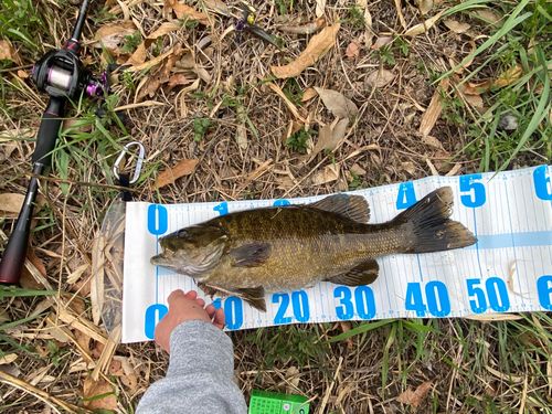 スモールマウスバスの釣果