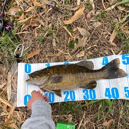 スモールマウスバス