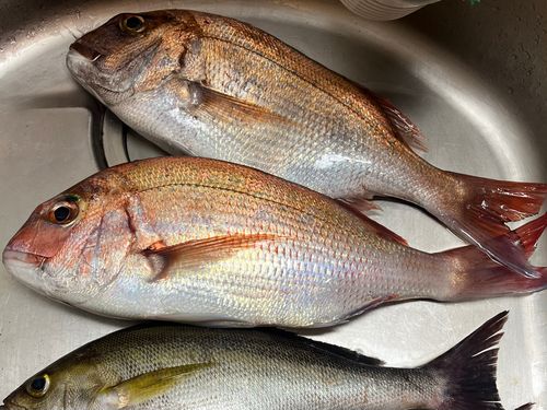 マダイの釣果