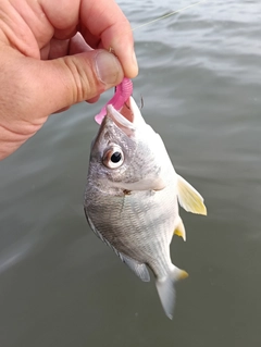 キビレの釣果