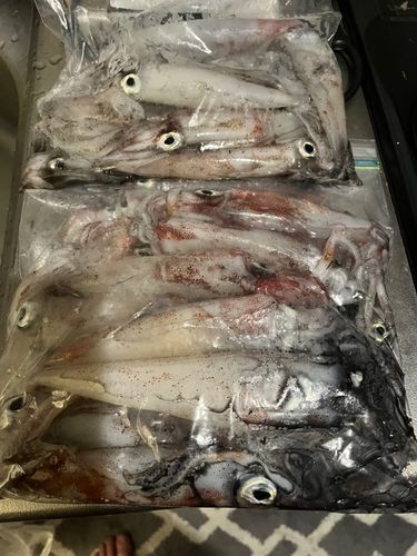 ケンサキイカの釣果
