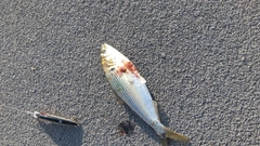 コノシロの釣果