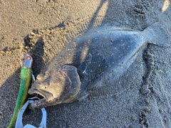 ヒラメの釣果