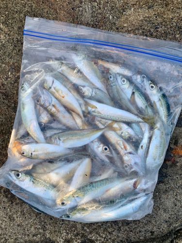アジの釣果