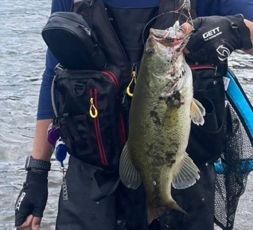 ブラックバスの釣果