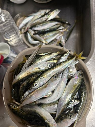 サバの釣果