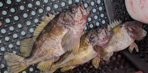 ホッケの釣果