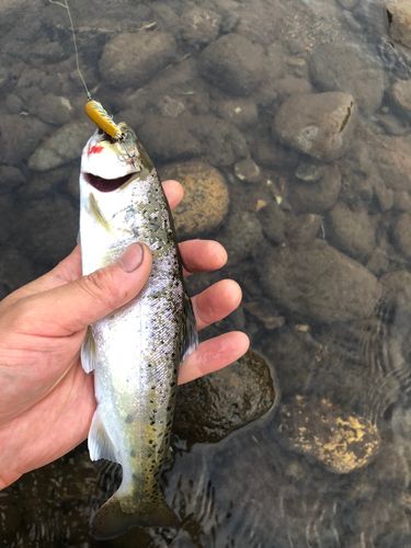 ヤマメの釣果