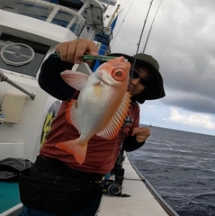 キントキダイの釣果