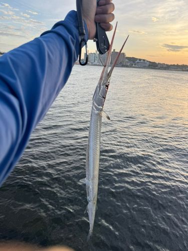 ダツの釣果