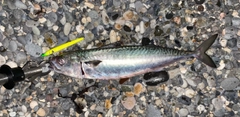 マサバの釣果