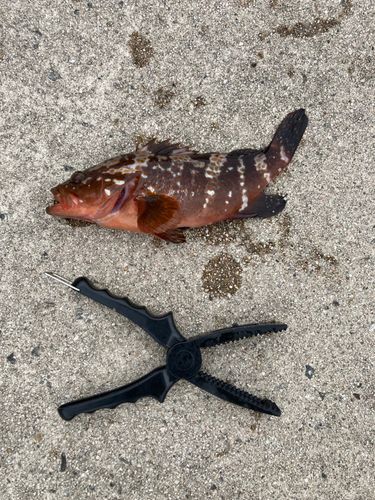 キジハタの釣果