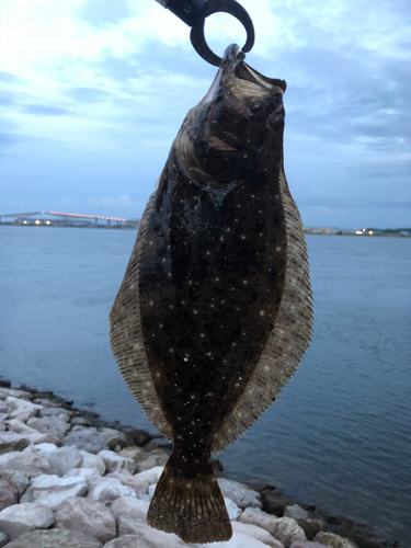 ヒラメの釣果