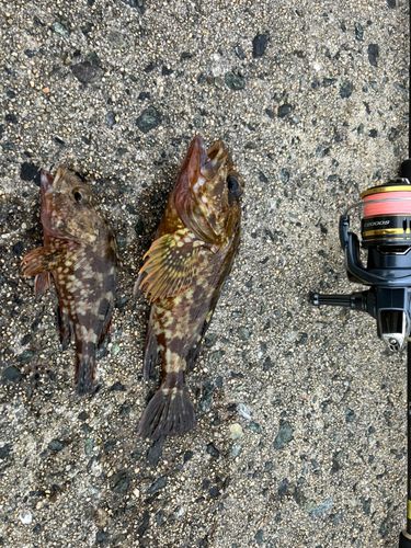 アラカブの釣果