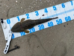 マゴチの釣果