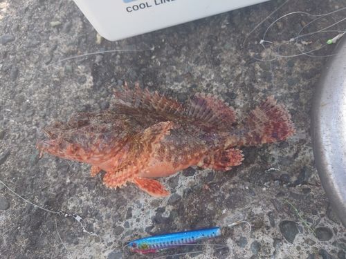 オニカサゴの釣果